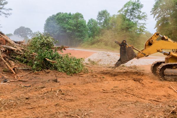 Cost of Ground Clearing in Gainesville