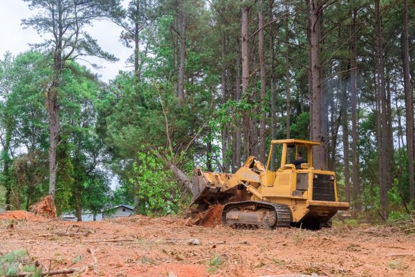 Cost of Undergrowth Removal in Gainesville