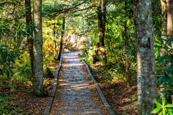 Cost of Trail Clearing in Gainesville