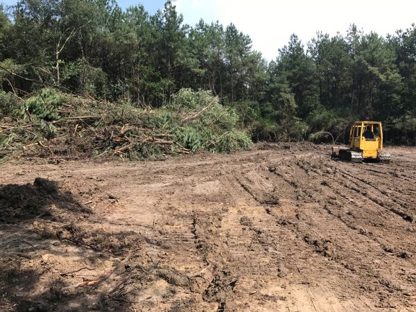 Cost of Thicket Clearing in Gainesville